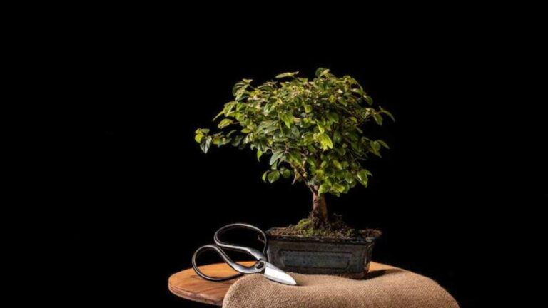 Como fazer um bonsai de jabuticaba